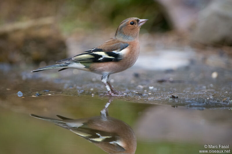 Eurasian Chaffinch male adult