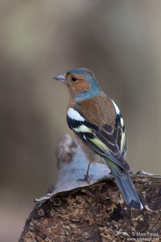 Eurasian Chaffinch male adult, identification