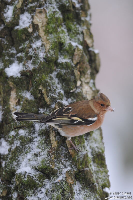 Eurasian Chaffinch male adult post breeding, identification