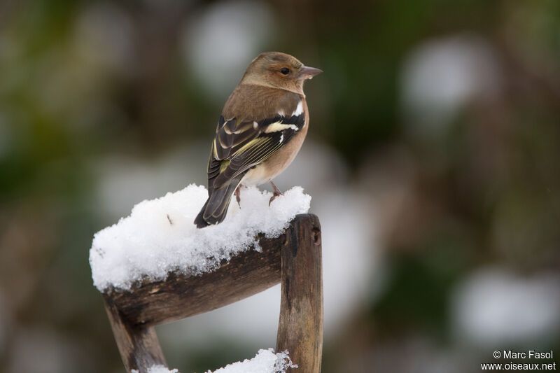 Eurasian Chaffinch male, identification