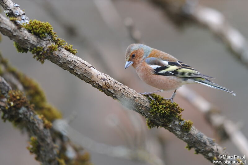 Pinson des arbres mâle adulte nuptial, identification