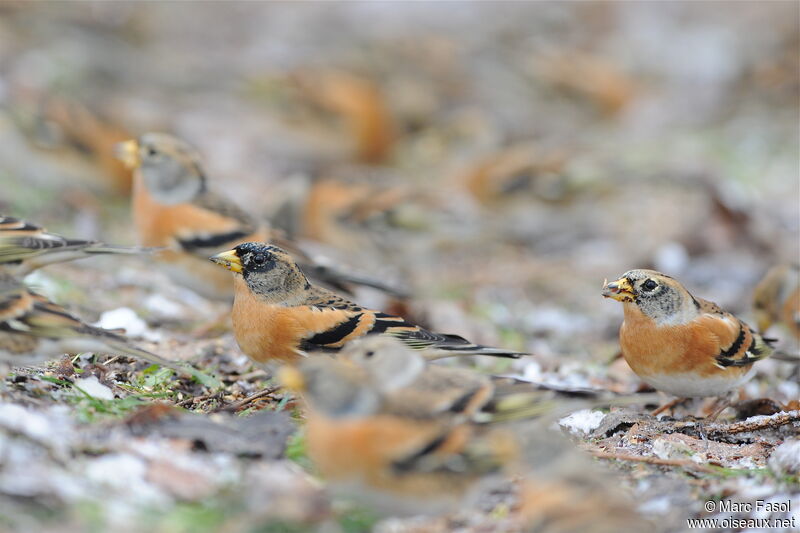 Brambling male, identification, feeding habits, Behaviour