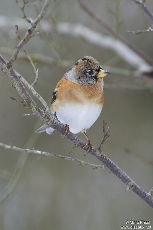 Brambling male adult post breeding, identification