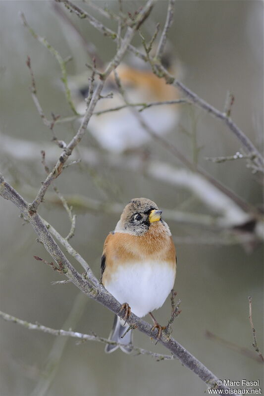 Bramblingadult post breeding, identification