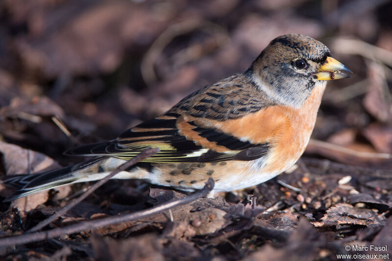 Brambling male adult, eats