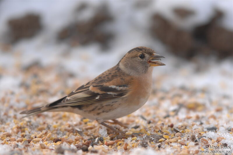 Brambling female adult post breeding