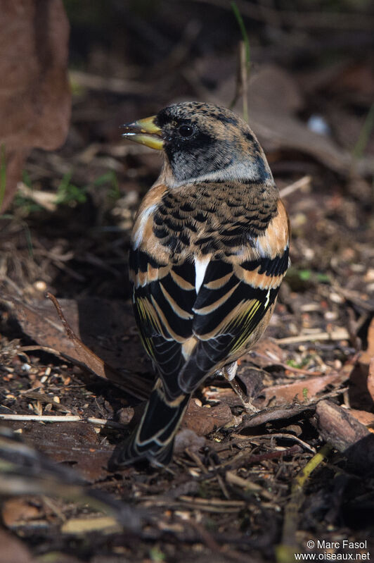 Brambling male adult post breeding