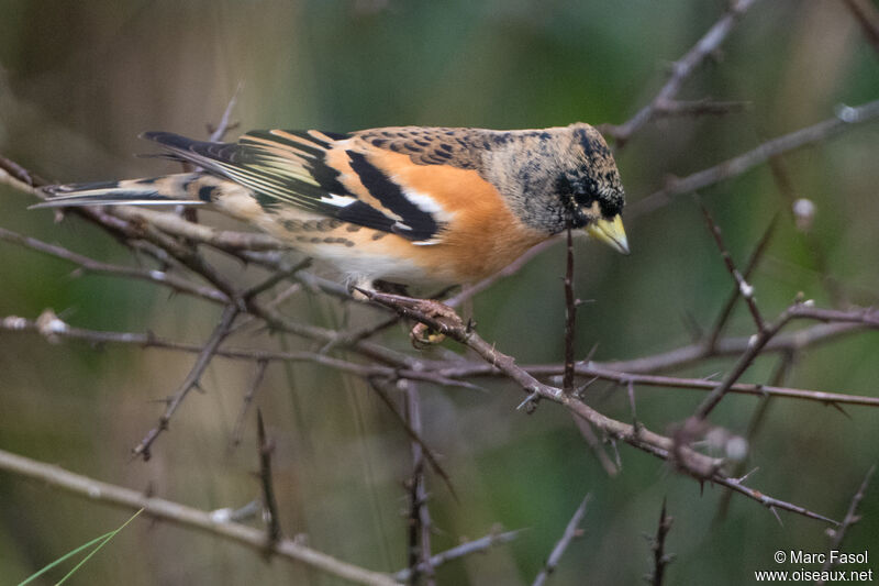 Brambling male adult