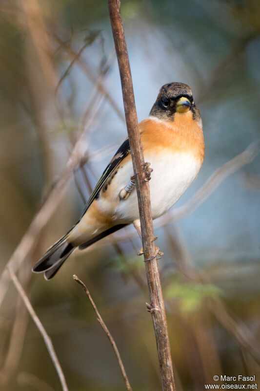 Brambling male adult, identification