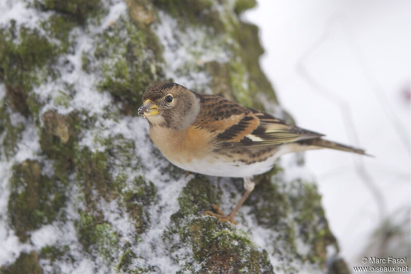 Brambling female adult post breeding, identification