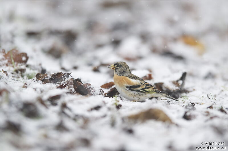 Brambling male, identification, feeding habits