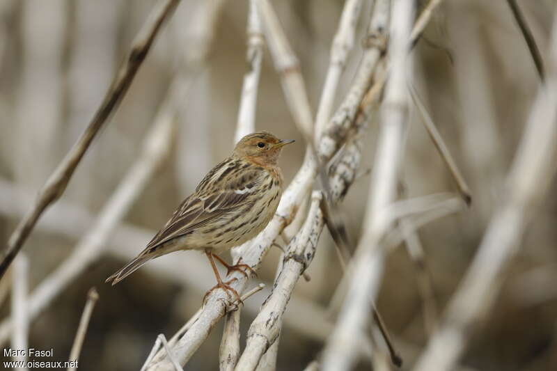 Red-throated Pipit male adult breeding, identification