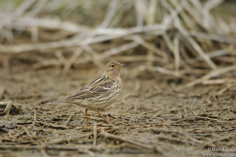 Pipit à gorge rousse mâle adulte nuptial, identification