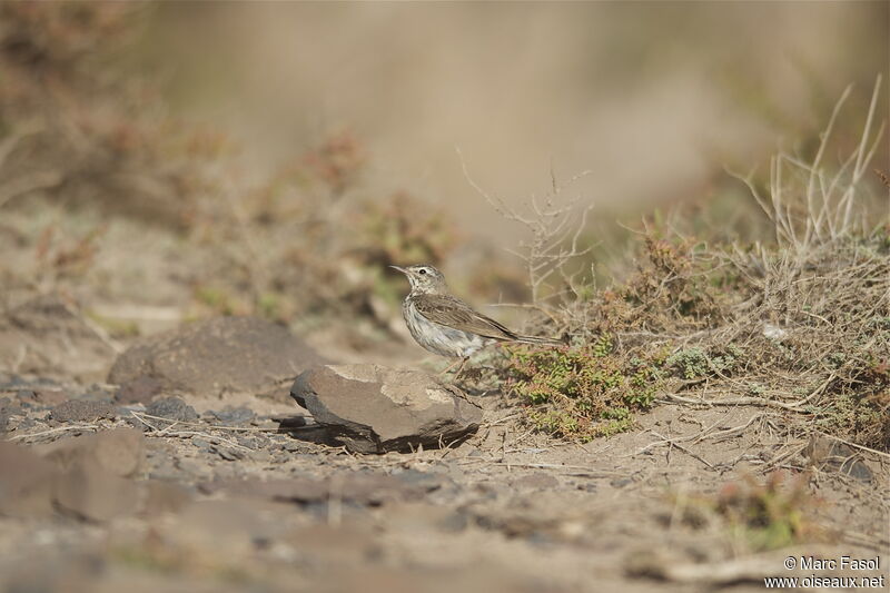 Pipit de Berthelotadulte, identification