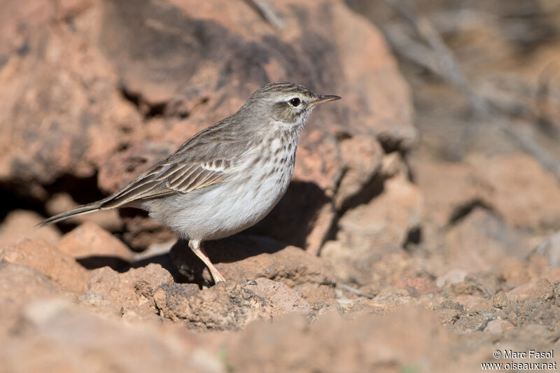 Pipit de Berthelotadulte, identification