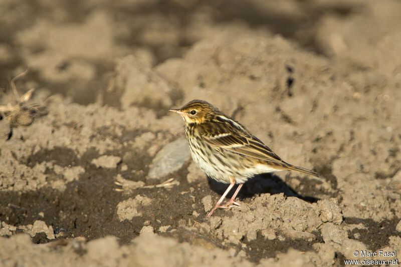 Pipit de la Petchoraadulte, identification