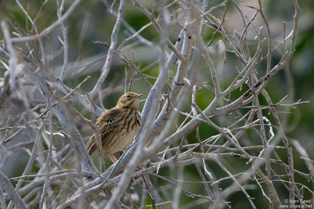 Pipit des arbresadulte, identification