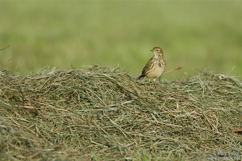 Meadow Pipitadult post breeding, identification