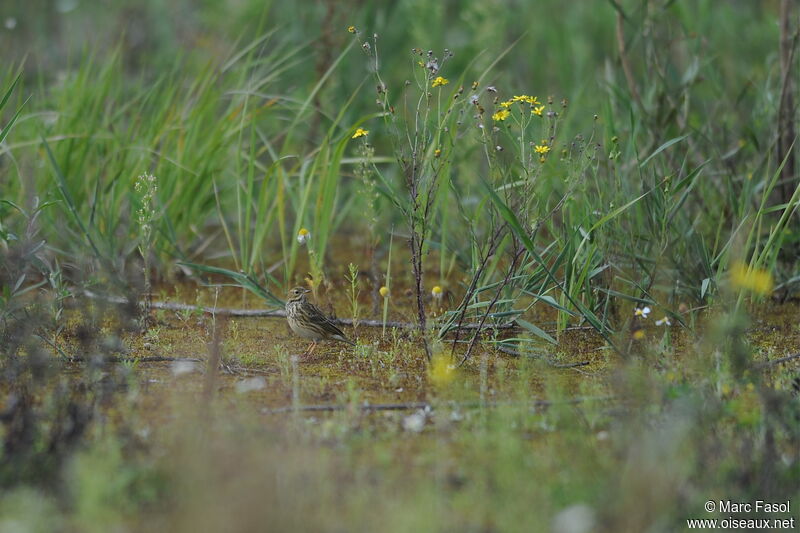 Pipit farlouseadulte, identification