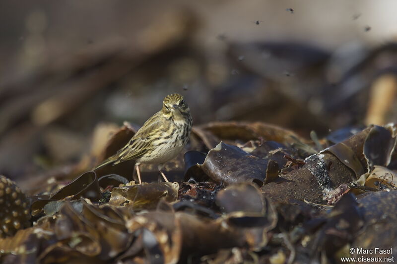 Meadow Pipitadult, identification, feeding habits