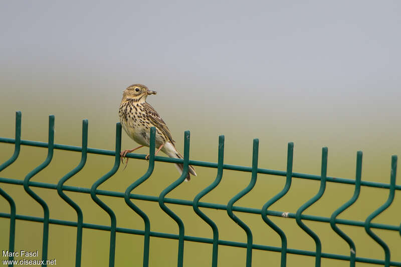 Meadow Pipitadult breeding, pigmentation, Reproduction-nesting