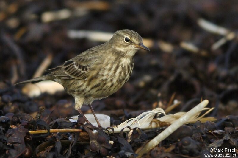 European Rock Pipitadult post breeding, feeding habits