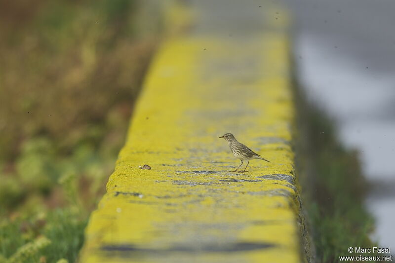 Pipit maritimeadulte internuptial, identification, régime