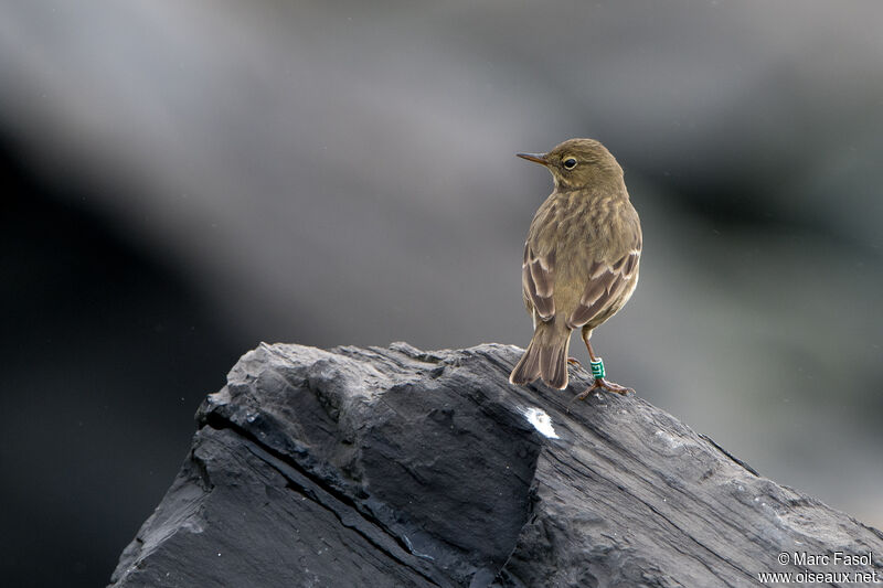 Pipit maritimeadulte, identification