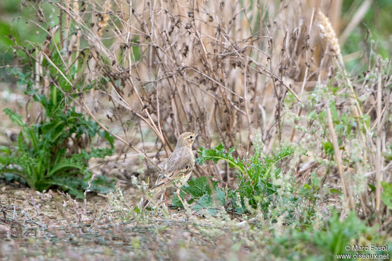 Pipit rousseline, identification, camouflage