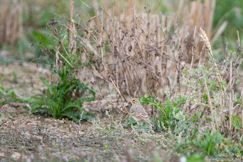 Tawny Pipit, identification