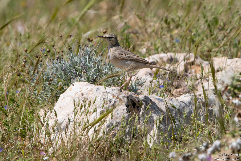 Pipit rousselineadulte, identification
