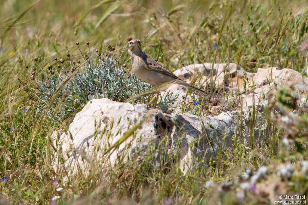 Pipit rousselineadulte, identification