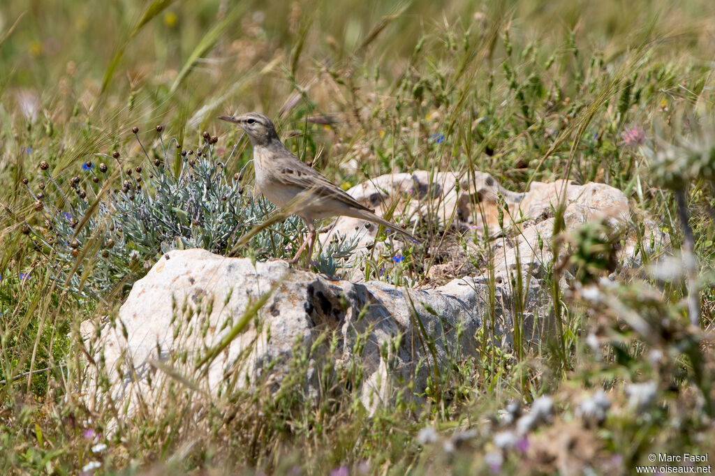 Pipit rousselineadulte, identification