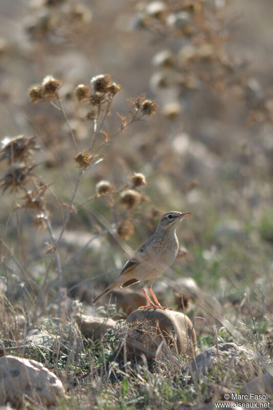 Pipit rousselineadulte internuptial, identification