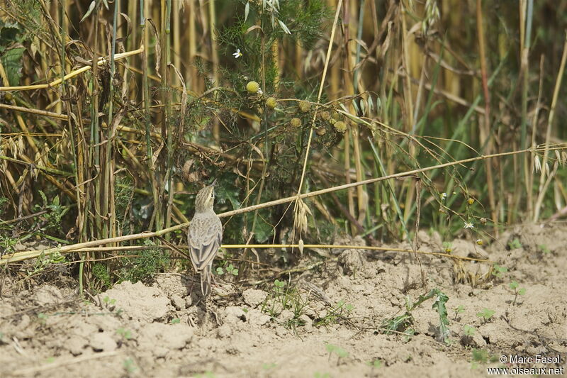 Pipit rousselineadulte internuptial, identification