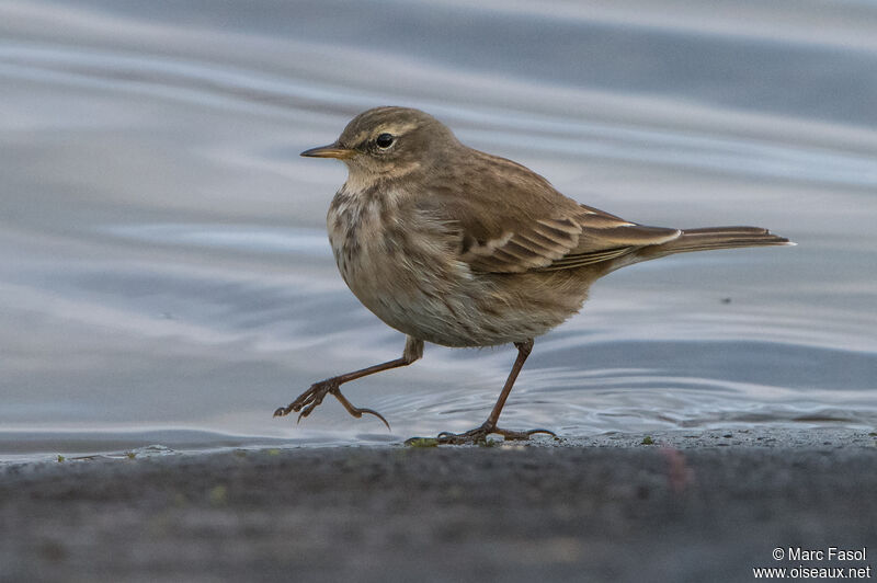 Water Pipitadult post breeding, identification, walking