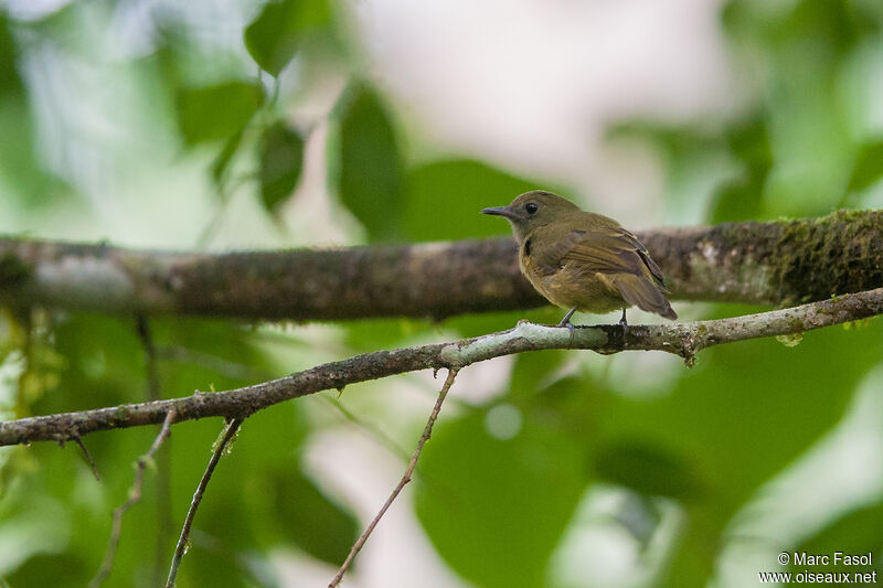 Ochre-bellied Flycatcheradult, identification