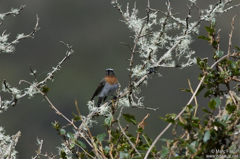 Pitajo à poitrine rousseadulte, identification