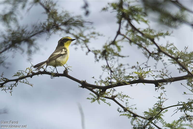 Tumbes Tyrantadult breeding, identification