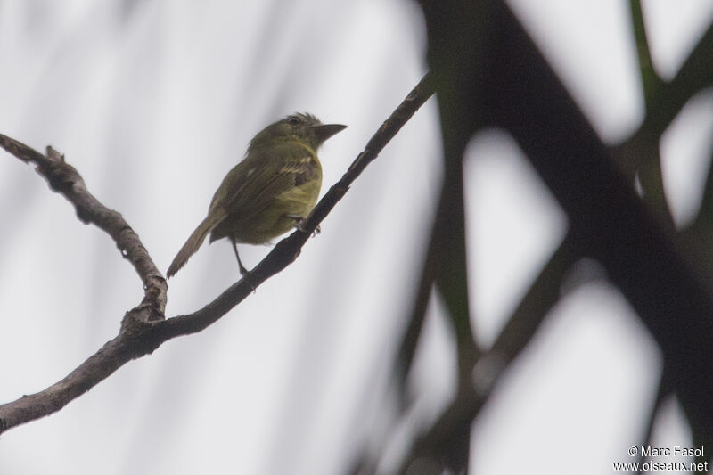 Platyrhynque jaune-oliveadulte, identification