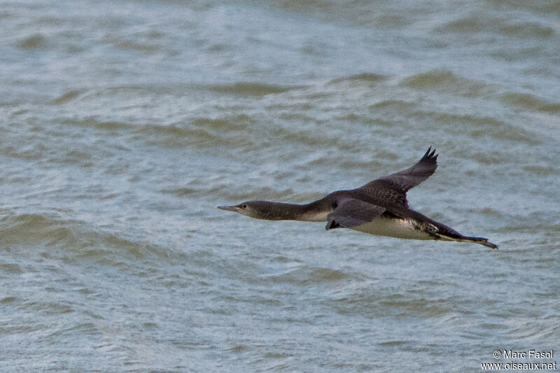 Black-throated Loonadult post breeding, Flight