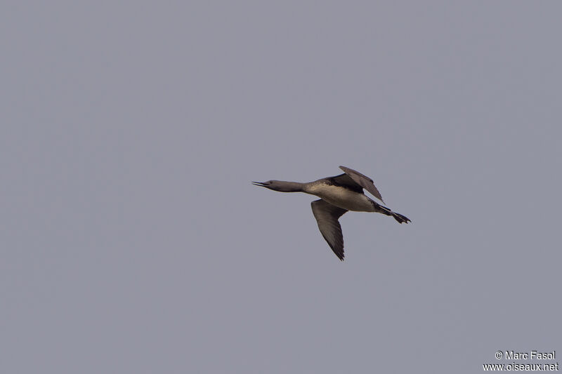 Red-throated Loonadult, Flight