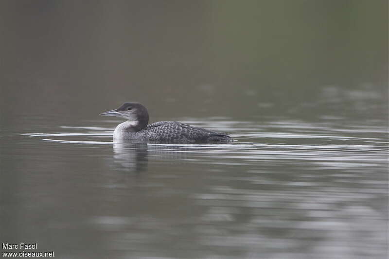 Plongeon imbrin1ère année, identification