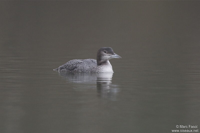 Common Loonjuvenile, identification