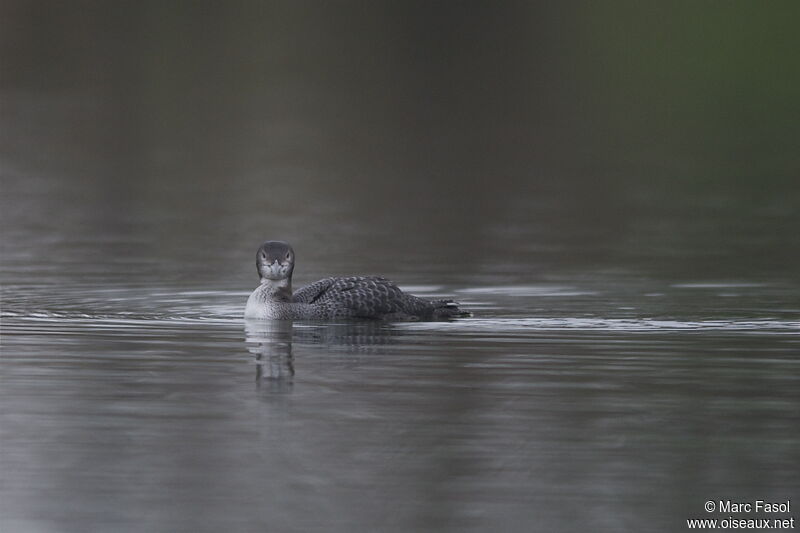 Common Loonjuvenile, identification