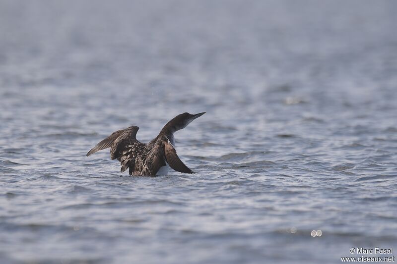 Common Loonimmature, Flight