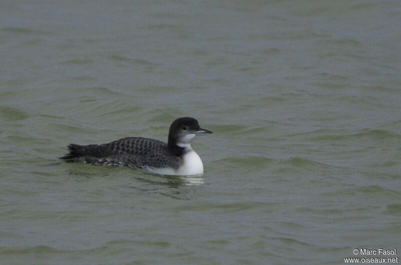 Common Loonsubadult, identification