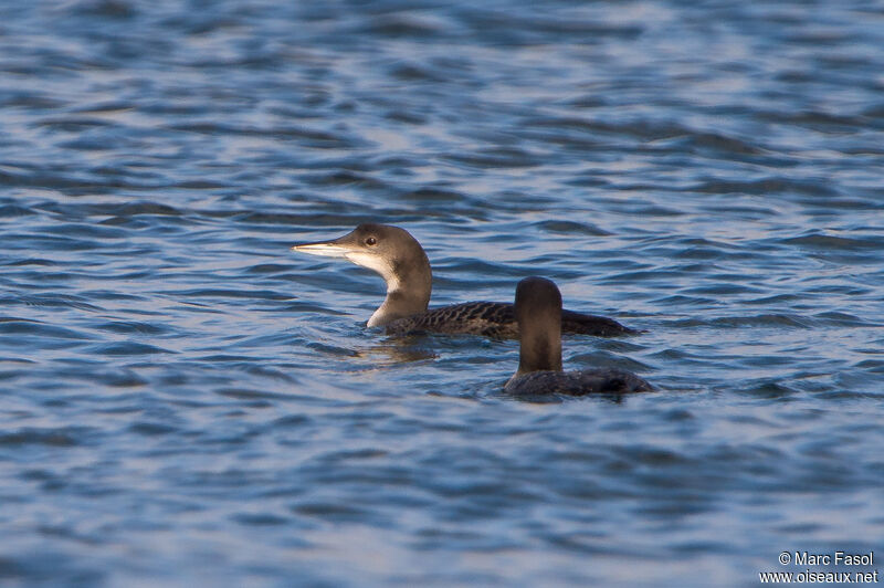 Plongeon imbrinimmature, nage