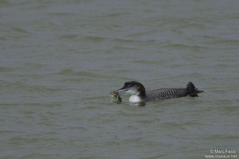 Common Loonsubadult, identification, feeding habits, Behaviour