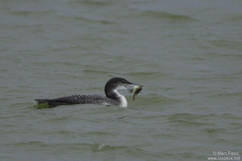 Common Loonsubadult, identification, feeding habits, Behaviour